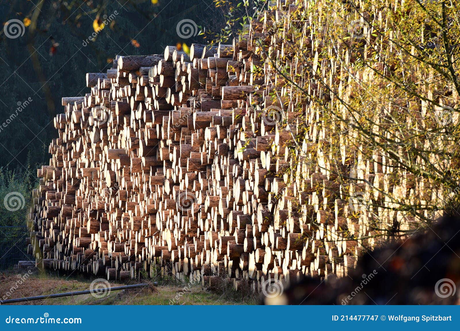 pile of wood with large tree trunks in austria, europe